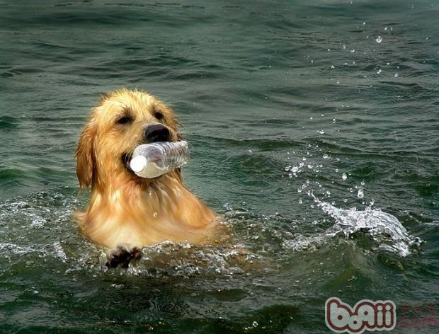 夏季狗狗游泳注意事项