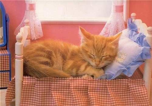 训练猫不上床的方法