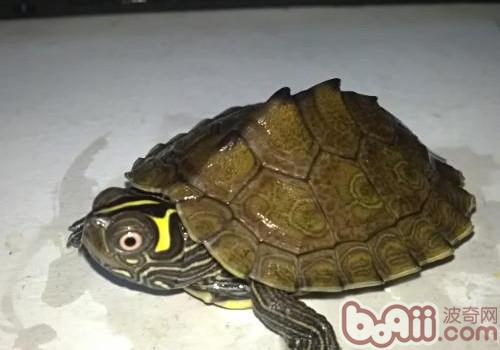 地图龟寿命有多久？