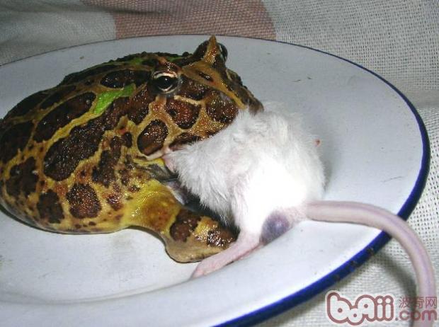不建议经常喂食角蛙的五种饲料 爬虫喂食 波奇网百科大全