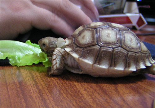 苏卡达陆龟对环境的要求