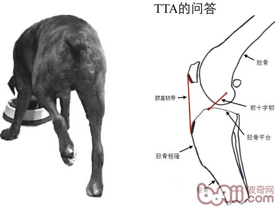 犬后脚跛行，前十字韧带断裂的治疗FAQ 
