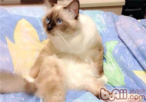 猫常见疾病之猫瘟