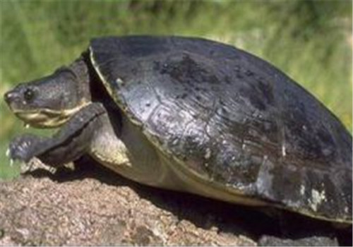 澳北盔甲龟的形态特征
