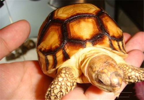 安哥洛卡陆龟的形态特征