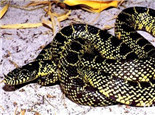 澳洲老虎蛇的生活環境要求