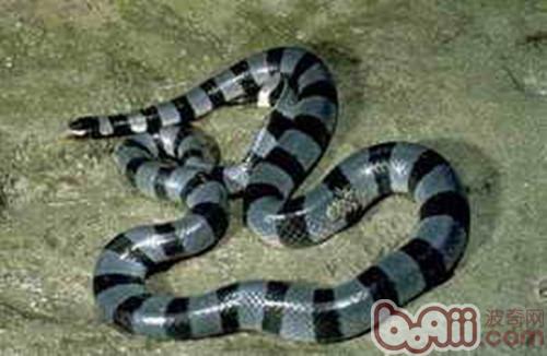 艾基特林海蛇的形態特征