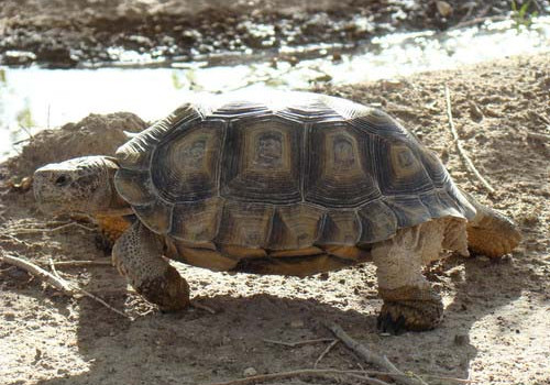 阿根廷象龟对环境的要求