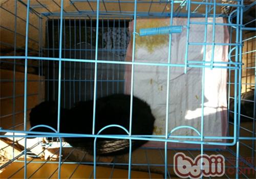 猫常见疾病之猫瘟