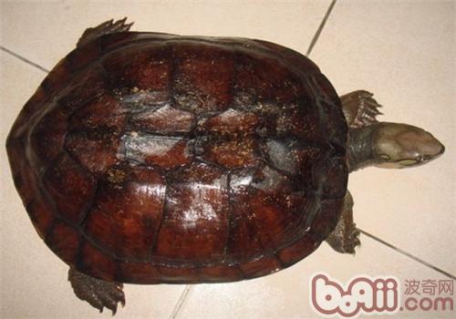 艾氏擬水龜生活環境介紹
