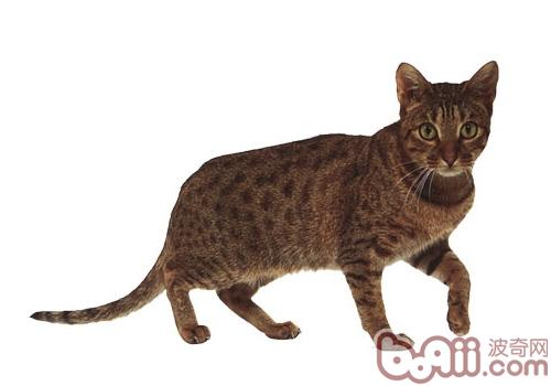 奥西猫 奥西猫