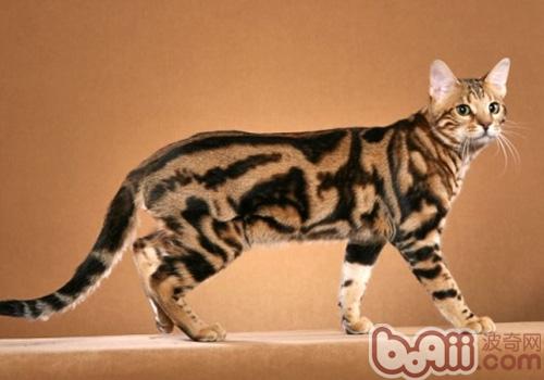 奥西猫 奥西猫