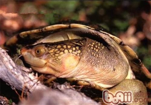 澳北盔甲龟的品种简介