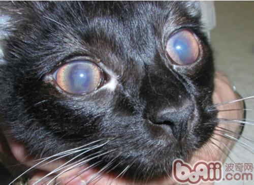 猫传染性腹膜炎|猫咪传染病-波奇网百科大全