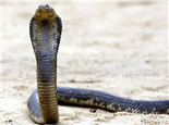 埃及眼镜蛇的外形特征