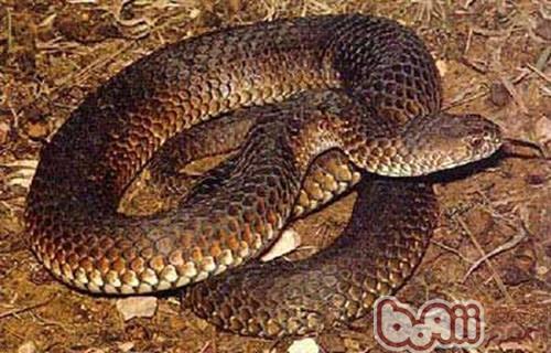 澳洲老虎蛇的品種簡介