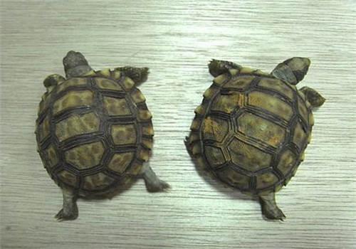 阿根廷象龟的形态特征