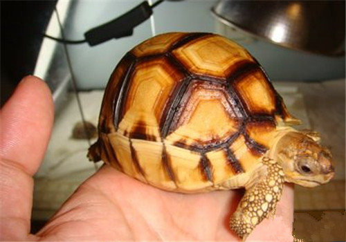 安哥洛卡陆龟的生存环境