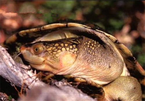 澳北盔甲龟的品种简介
