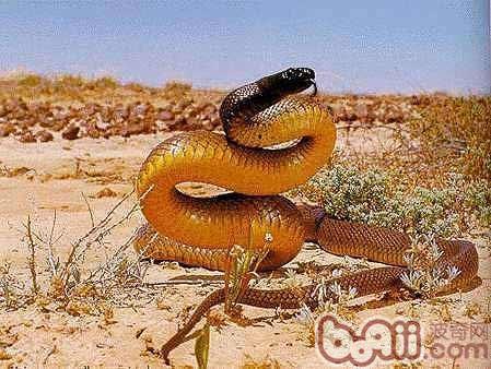 澳洲金刚蛇的生存要求