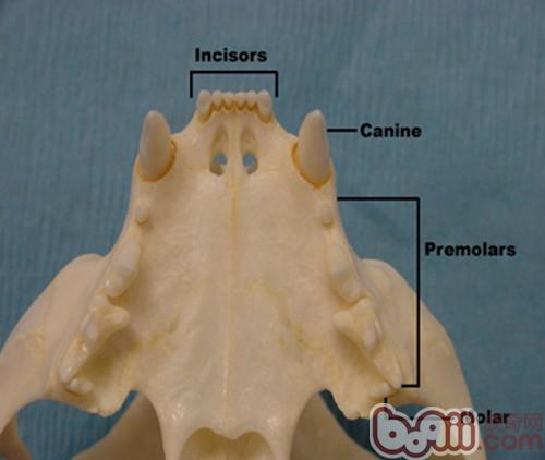 猫成年猫正常上颚(每侧门齿3个,犬齿1个,前臼齿3个,后臼齿1个)