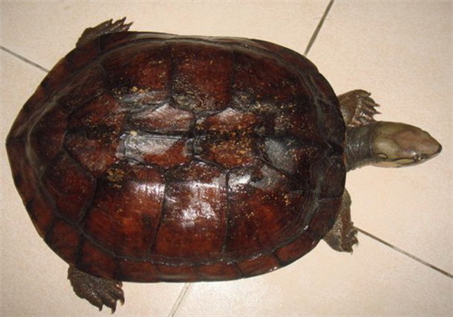 艾氏拟水龟生活环境介绍