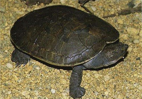 澳北盔甲龟的生活环境要求