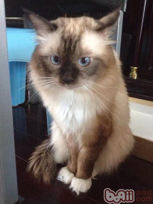 猫常见疾病之猫瘟