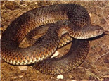澳洲老虎蛇的攝食特點