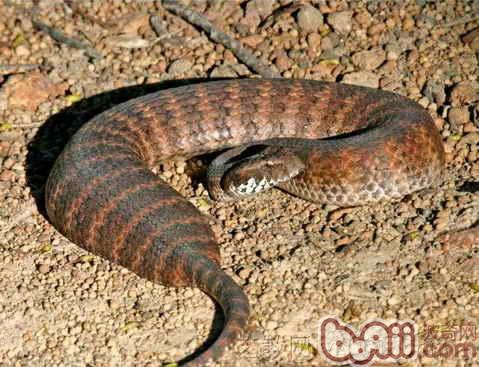 澳洲金刚蛇的品种介绍