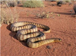 澳洲金剛蛇的養護要求
