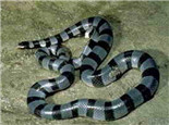 艾基特林海蛇的形态特征