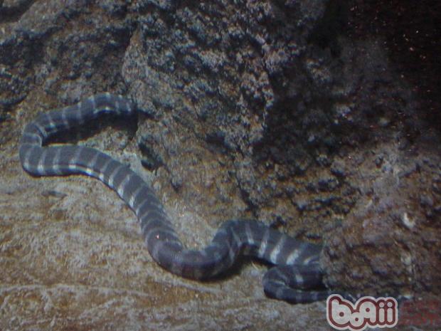 艾基特林海蛇的生活環境
