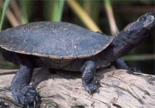 澳北盔甲龟的养护知识