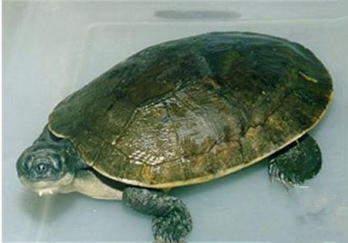 澳北盔甲龟的饲喂方法