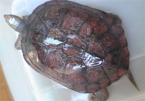 艾氏拟水龟喂食方法