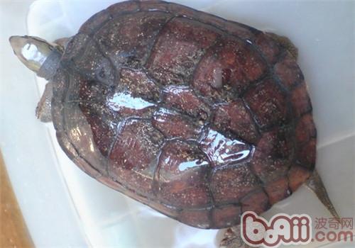 艾氏擬水龜喂食方法