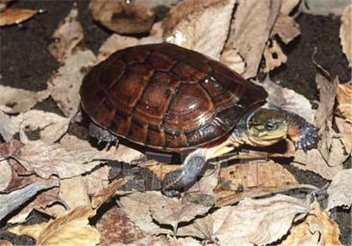 艾氏拟水龟品种简介