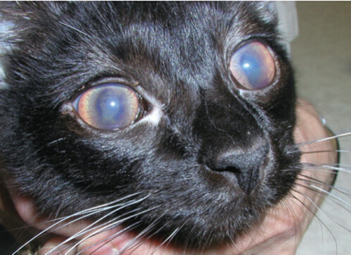 貓傳染性腹膜炎