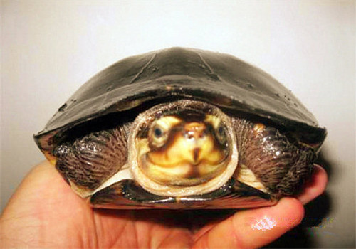 粗颈龟的形态特征及选购方法