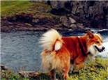 冰島牧羊犬的養護知識