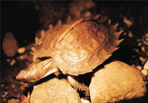 刺山龟稚龟的养护方法