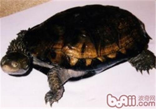 刺股蛇颈龟的形态特征