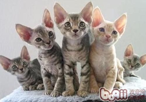 德文卷毛猫 德文卷毛猫