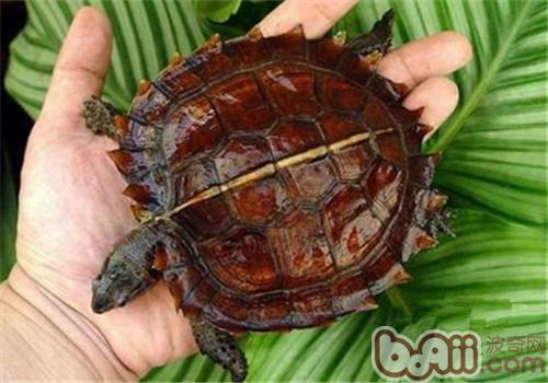 刺山龜的品種簡介