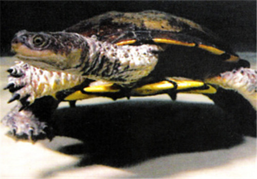 刺股蛇颈龟的喂食要点