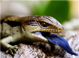 斑点蓝舌蜥的饲养环境要求