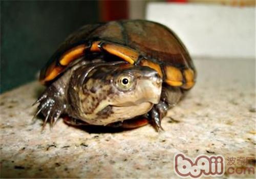 蛋龟的形态特征