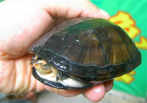 蛋龜的生活環境要求