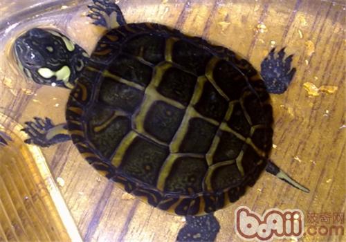 东部锦龟的品种简介|爬虫品种-波奇网百科大全